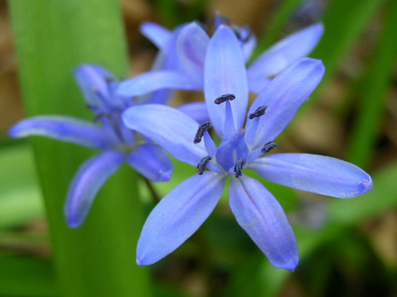 Scilla bifolia / Scilla silvestre